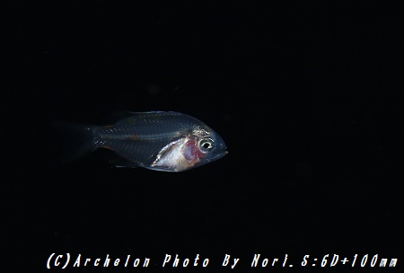 160723-n-08fish